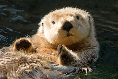 Cute Sea Otters Eating