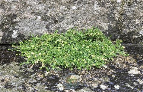 Photo Of The Entire Plant Of Pearlwort Sagina Procumbens Posted By