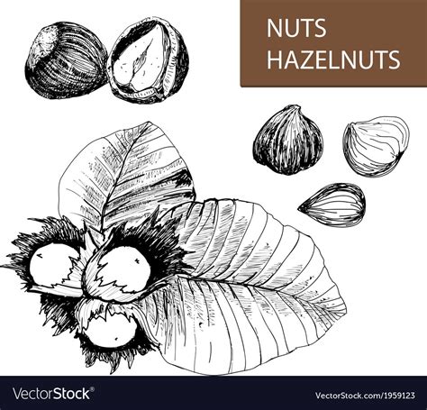 Nuts Hazelnuts Royalty Free Vector Image Vectorstock