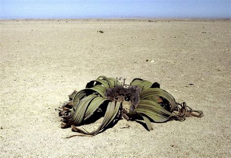 Lebendes Fossil In Der Wüste Welwitschia In Namibia N Tvde