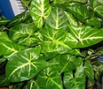 File:Arrowhead plant 047.jpg - Wikipedia