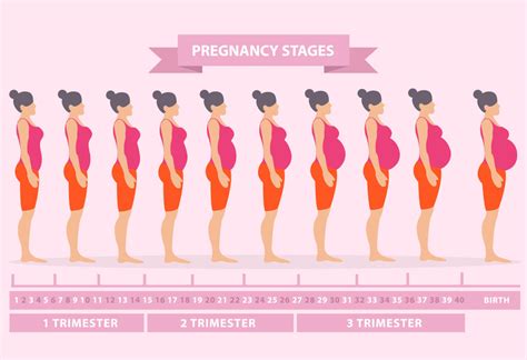 Diagram 10 Weeks Pregnant Body Diagram Mydiagramonline