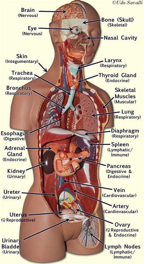 Most critical organs are housed within the torso. Female Torso with organs | A&P.1.Overview | Pinterest ...