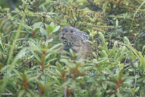 Japanese Pika Eating In Thick Fog Stock Photo Download Image Now