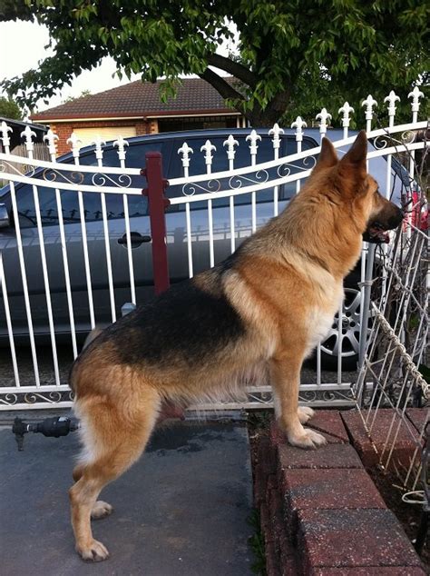 Purebred German Shepherd Puppies For Sale Vic Melbourne