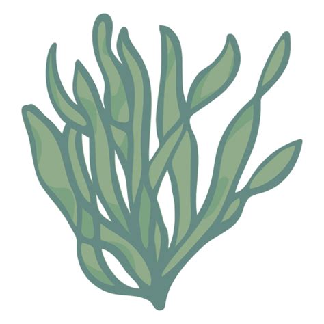 Seaweed Png And Svg Transparent Background To Download