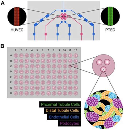 Kidney Organoid And Microphysiological Kidney Chip Models Cubix