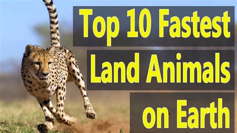 Top 10 Fastest Land Animals On Earth In 2018 Fastest