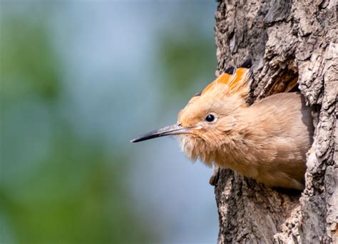 Eurasian Hoopoe In The Nest Stock Photo 01 Free Download