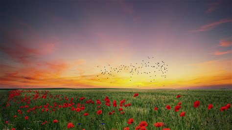 Download Wallpaper In The Poppies Field 1920x1080