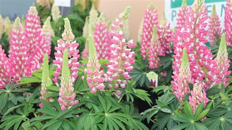 They have the ability to capture atmospheric. How to Effectively Grow Staircase Lupine - Greenhouse Grower