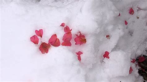 雪とサザンカ Flowers And Snow Beautiful Winter Flower In Japan