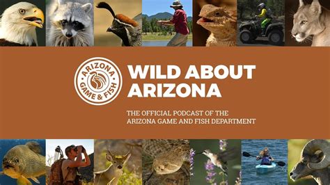 A Field Guide To Amphibians And Reptiles In Arizona Youtube