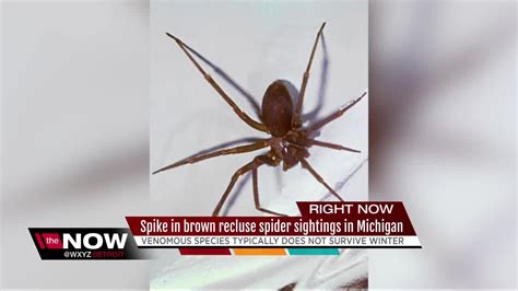 Spike In Brown Recluse Spider Sightings In Michigan Youtube