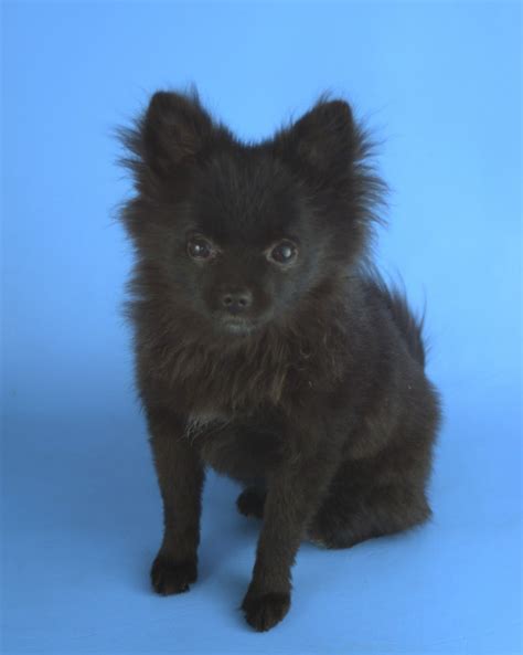 Black Pomeranian Puppy Named Bear Black Pomeranian Puppies Pomeranian