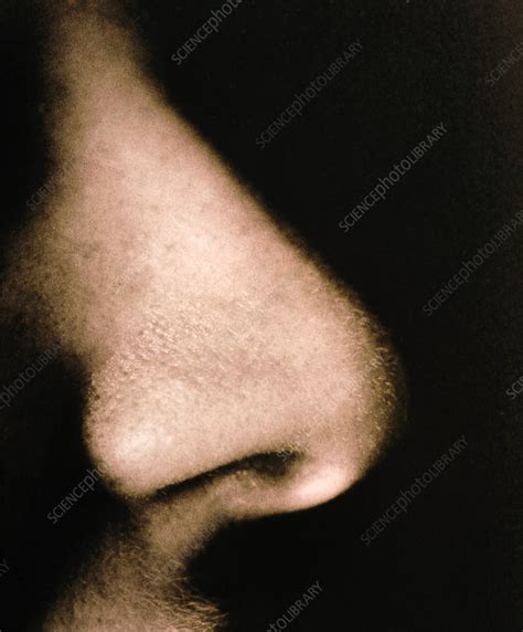 Close Up Of A Human Nose In Side View Stock Image P4100028