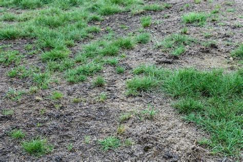 How To Tell The Difference Between Dead And Dormant Grass