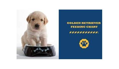 golden retriever puppy feeding chart