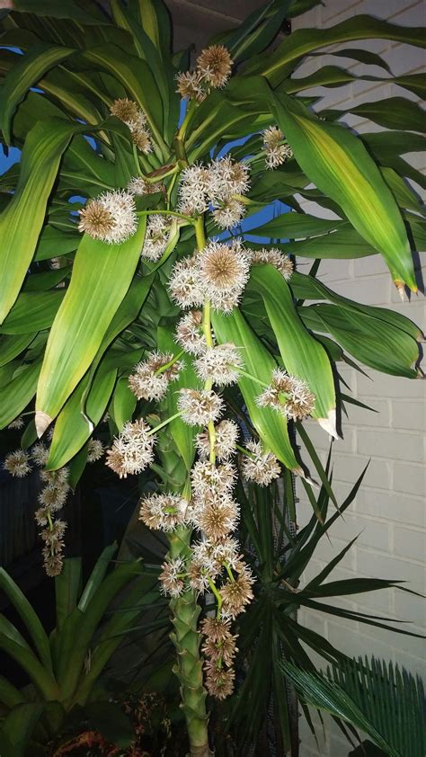 Corn Plant Dracaena Fragrans In Bloom New Years Eve 2015 Smells