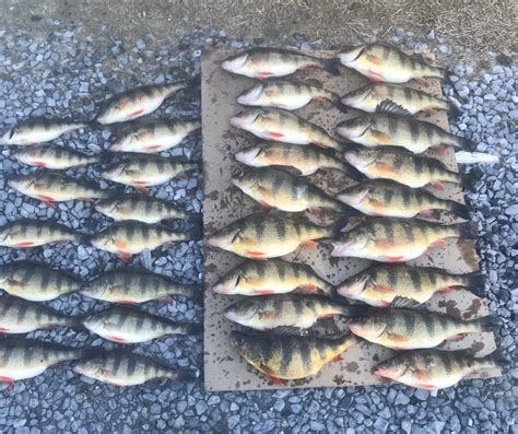 White Perch Yellow Perch And Giant Bluefins Ocean City Md Fishing