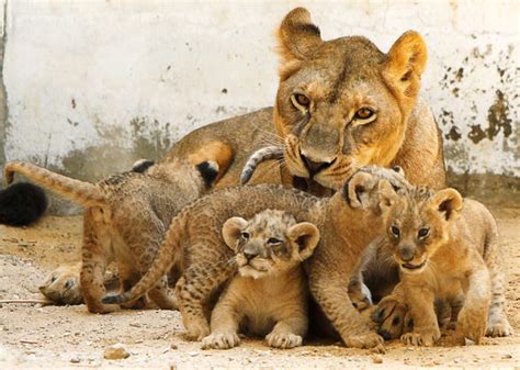 Lioness And Cubs Lions Photo 38534149 Fanpop