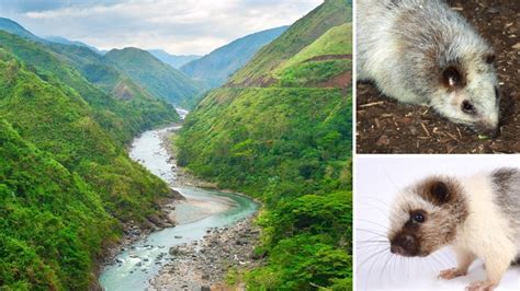 Luzon Has Worlds Highest Concentration Of Unique Mammal Species