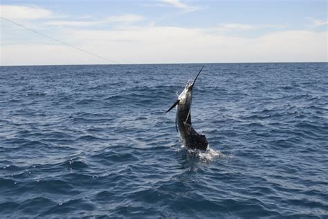 Billfish Report