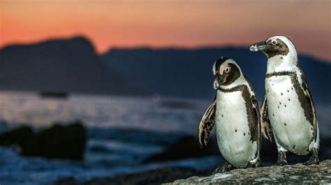 African Penguins On The Rock Coast At Sunset Twilight Cape Town South
