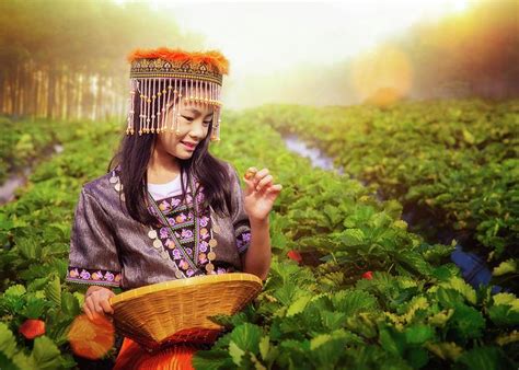 Thai Girl In Traditional Dress Of Chiang Mai Working In Strawber Greeting Card By Anek Suwannaphoom
