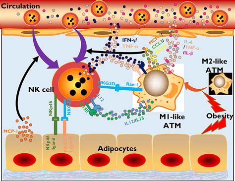 Frontiers Natural Killer Cells Friend Or Foe In Metabolic Diseases