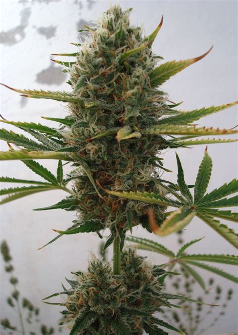 Strain Gallery Super Skunk Sensi Seeds Pic 31081137950434084 By Elsuizo