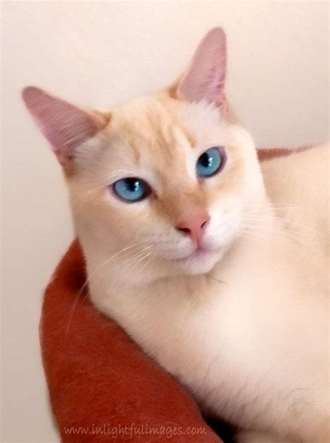 White Flame Point Siamese Cat Blue Eyes I Had One Of These He Lived To