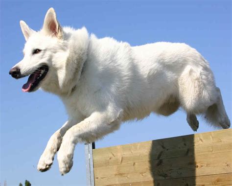Alsatian Dog White Dog Breeders Guide