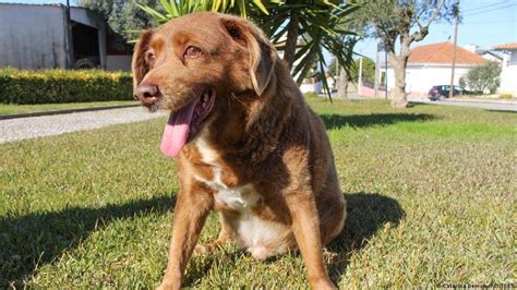 Bobi Bate El Récord Guinness Del Perro Más Viejo De La Historia 24horas