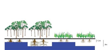 Diagram Showing That Forest Root Depth Can Infiltrate Until The