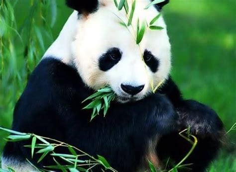 ปักพินโดย Patnida Panda ใน Hsing Hsing And Ling Ling The First Pair Of