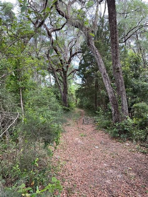 3 Acres In Levy County Florida