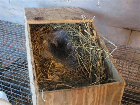 Homemade Rabbit Nest Box