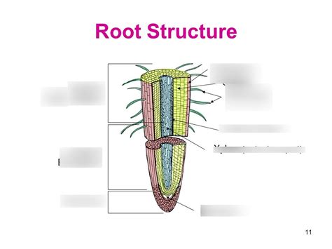 Honors Biology Ii Root Structure Diagram Diagram Quizlet