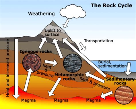 Select a starting location and follow many possible paths throughout the cycle. LPS A.P. Environmental Science: Winter Vacation Work