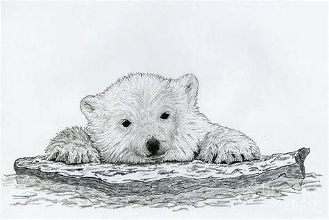 Polar Bear Art Fine Art America