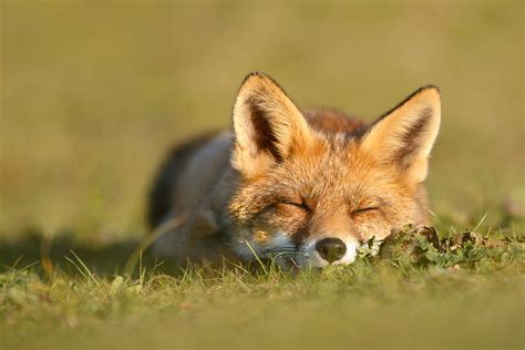 Sleeping Fox Kit Photograph By Roeselien Raimond