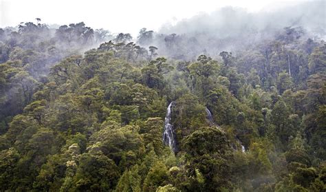 12 Rainforests That Arent On The Equator Naturaleza Y