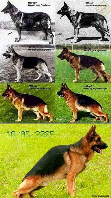 Is This The Future And Expected Development For Our German Shepherd