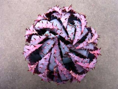 These 17 Unusual Plants Just Prove Nature Can Be Weird Sometimes With