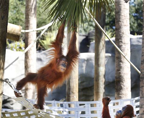 Endangered Orangutan In New Orleans Expecting Twins