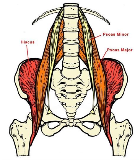 The Essential Role Of The Psoas Muscle Psoas Release Psoas Muscle