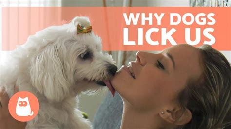 What Does It Mean When A Dog Licks Another Dogs Muzzle