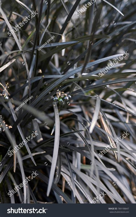 Black Ornamental Grass Stock Photo 789198847 Shutterstock