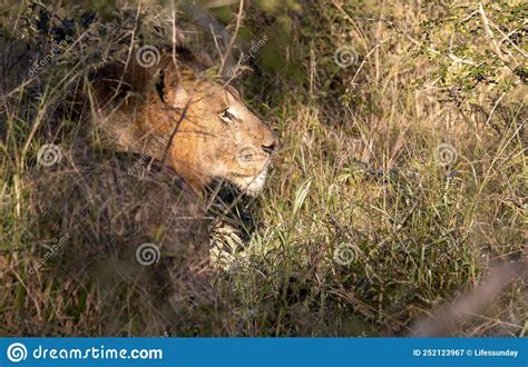 Lion Stalking Prey Hidden In The Bush Of The African Savannah In The